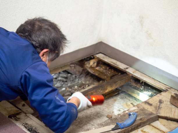 Best Insurance-Related Mold Remediation in Fairfield Plantation, GA