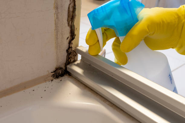 Best DIY Mold Remediation Support Services in Fairfield Plantation, GA