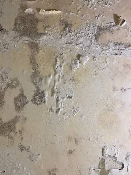 Best Attic Mold Remediation in Fairfield Plantation, GA