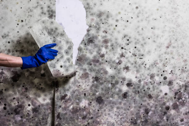 Trusted Fairfield Plantation, GA Mold Remediation Experts