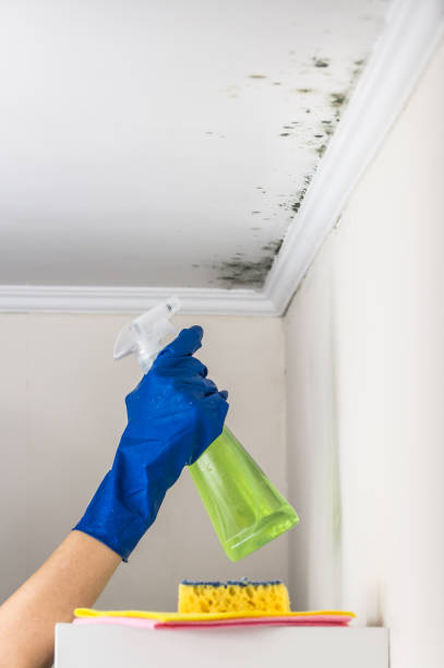 Best Crawl Space Mold Remediation in Fairfield Plantation, GA